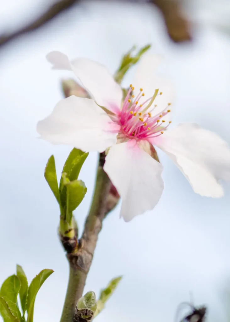 Spring with Benefits